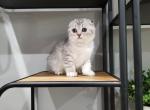 Scottish Kittens July 1st - Scottish Straight Cat For Sale - Vancouver, WA, US