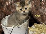 Alex - British Shorthair Cat For Sale - Gainesville, GA, US