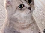 SANDY - Scottish Fold Cat For Sale - Brooksville, FL, US