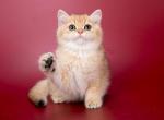 Adorable British kittens - British Shorthair Cat For Sale - New York, NY, US