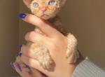 Blippi - Devon Rex Cat For Sale - Brooklyn, NY, US