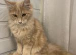 Omelia - Maine Coon Cat For Sale - NY, US