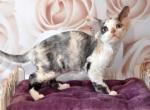 Gorgy - Devon Rex Cat For Sale - Brooklyn, NY, US