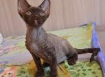 Choco - Devon Rex Cat For Sale - Brooklyn, NY, US