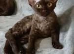 Fiesta - Devon Rex Cat For Sale - Brooklyn, NY, US