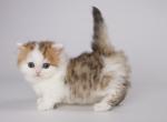 C Tosik - Munchkin Cat For Sale - Hollywood, FL, US