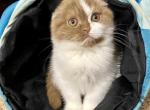 Lucky - Scottish Fold Cat For Sale - Hollywood, FL, US