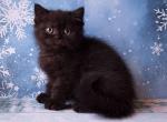 Oskar - British Shorthair Cat For Sale - Hollywood, FL, US