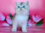 Bolli - British Shorthair Cat For Sale - Hollywood, FL, US