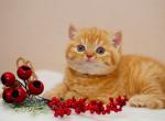 Lukum - British Shorthair Cat For Sale - Hollywood, FL, US