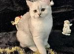 Faith - British Shorthair Cat For Sale - New York, NY, US