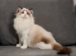 Marzipan - Ragdoll Cat For Sale - Miami, FL, US