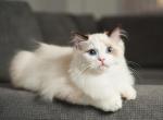 Marmelade - Ragdoll Cat For Sale - Miami, FL, US