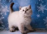 Omelia - British Shorthair Cat For Sale - Miami, FL, US