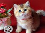 Roxy - British Shorthair Cat For Sale - Miami, FL, US