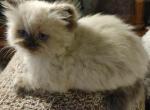 Cute Himalayan CFA Registered female Kitten - Himalayan Cat For Sale - Perry, FL, US