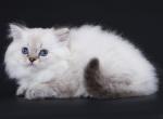 Kadka - British Shorthair Cat For Sale - Norwalk, CT, US