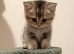 Tom - British Shorthair Cat For Sale - New York, NY, US