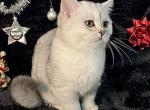 Faith - British Shorthair Cat For Sale - Brooklyn, NY, US