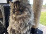 LITTLE MOON SHADOW - Persian Cat For Sale - Brookings, OR, US