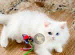 DOLLFACE PERSIAN BEARS - Persian Cat For Sale - Tampa, FL, US