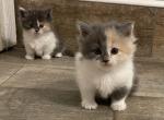 Penne    CHRISTMAS - Munchkin Cat For Sale - West Palm Beach, FL, US