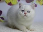 Mark - British Shorthair Cat For Sale - Hollywood, FL, US