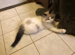 Aurora - Ragdoll Cat For Sale - Burlington, WI, US