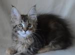 Enigma - Maine Coon Cat For Sale - Brooklyn, NY, US