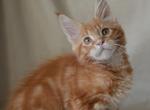 Elrond - Maine Coon Cat For Sale - Brooklyn, NY, US