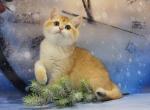 Tina - British Shorthair Cat For Sale - Brooklyn, NY, US