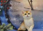 Tiffany - British Shorthair Cat For Sale - Brooklyn, NY, US