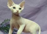 Ziggy Las Vegas - Devon Rex Cat For Sale - Brooklyn, NY, US