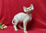 Cappuccino - Devon Rex Cat For Sale - Brooklyn, NY, US