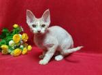 Amour Las Vegas - Devon Rex Cat For Sale - Brooklyn, NY, US