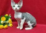 Armani Las Vegas - Devon Rex Cat For Sale - Brooklyn, NY, US