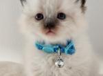 Tanner - Ragdoll Cat For Sale - Attica, MI, US