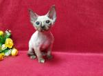 Barbara Las Vegas - Devon Rex Cat For Sale - Brooklyn, NY, US