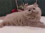 Adele - British Shorthair Cat For Sale - Brooklyn, NY, US