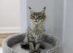 Afina - Maine Coon Cat For Sale - NY, US