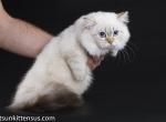 Minuet longhair napoleon blue eyed short legs - Munchkin Cat For Sale - CA, US