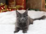 Tommy - Maine Coon Cat For Sale - Hoboken, NJ, US
