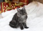 Cleo - Maine Coon Cat For Sale - Hoboken, NJ, US