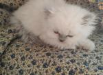 Blue Point - Persian Cat For Sale - Coshocton, OH, US