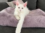 One Maine Coon Kitten remaining - Maine Coon Cat For Sale - Portland, ME, US