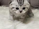 Comet - Scottish Fold Cat For Sale - Houston, TX, US