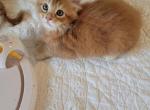 Hurley - Maine Coon Cat For Sale - Buford, GA, US