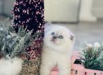 Snowy - Scottish Fold Cat For Sale - Charlottesville, VA, US