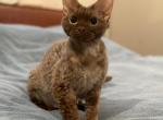 Sonya - Devon Rex Cat For Sale/Retired Breeding - Philadelphia, PA, US