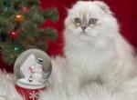 Hava - Scottish Fold Cat For Sale - Vancouver, WA, US